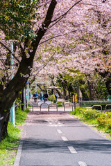 多摩湖自転車道の桜並木