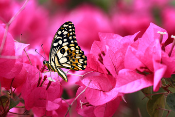 Naklejka na ściany i meble butterfly on pink flower