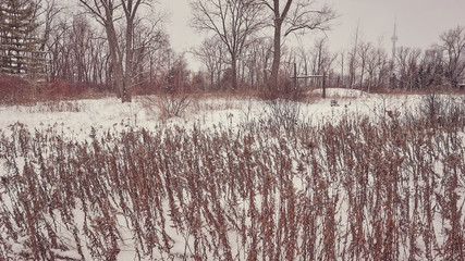 winter park