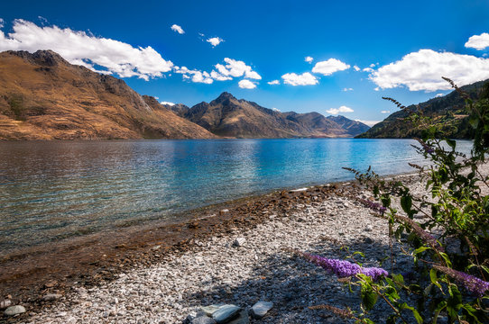 Beautiful view of Lake Wakatipu from the rocky shore with purple flowers in the foreground and mountain range in the background, Queenstown, New Zealand's Southern Island.