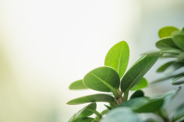 Closeup green leaf in garden at summer View nature under sunlight. using as a background or wallpaper.