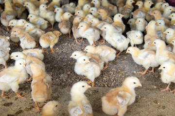 ヒヨコ © 榮 高橋