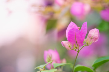 Closeup pink flower in garden under sunlight. using as a postcard,background or wallpaper.