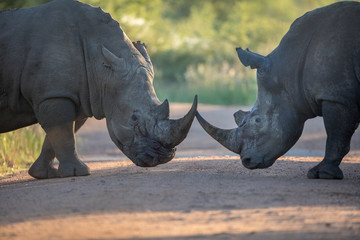 Fototapeta premium Two black rhinos fighting