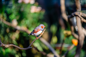 A wild birds sitting on a tree branch against a background of twigs and blue sky