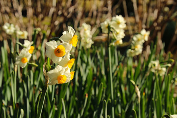 水仙の花
