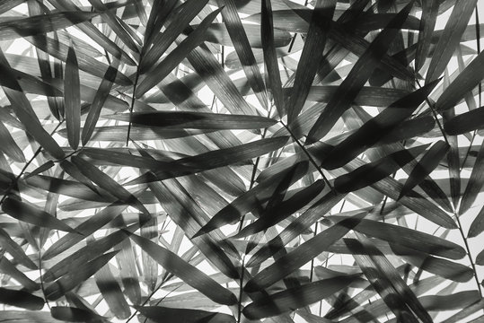 Leaf arrangement ideas Bamboo branches in black and white.