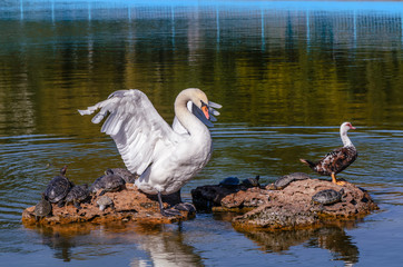Animals are located on a rock in the water, a white swan bird, a turtle, a duck