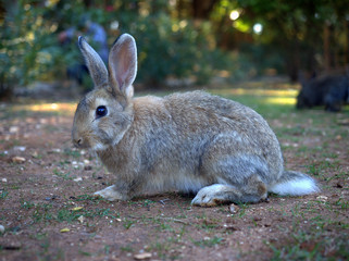 Naklejka na ściany i meble Side closeup of a rabbit at Lokrum, Croatia near Dubrovnik
