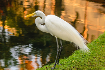 Wild bird, white heron hunting for fish near the pond