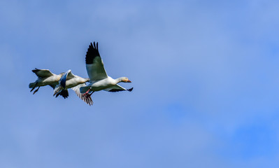 Obraz premium A flock of wild birds flies in a blue sky with white clouds