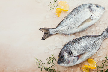 Fresh uncooked dorado