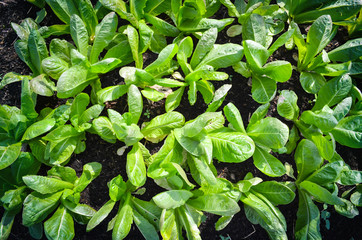 vegetable organic farm, green leaf texture, photo top view