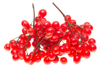 berries of a viburnum on a white background