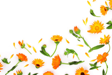 Calendula. Marigold flower isolated on white background. Corner with copy space for your text. Top view