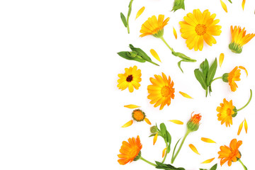 Fototapeta na wymiar Calendula. Marigold flower isolated on white background with copy space for your text. Top view