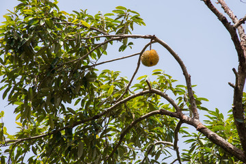 Durian fruit in agriculture farm