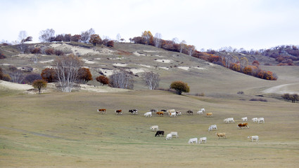 Many cattle are on the hillside