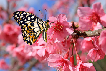 butterfly on cherry blossom flower