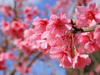 Sakura, cherry blossom on blue sky