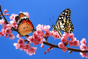 butterfly on cherry blossom flower © PRASERT