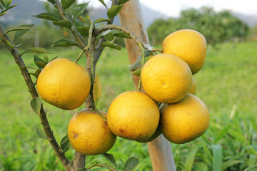 fresh orange fruit on branches