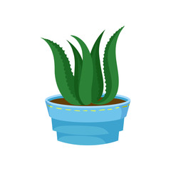 Succulent Aloe Vera in a pot, home plant in a flowerpot cartoon vector Illustration