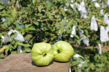 Guavas fruit in Garden / farm of guava/ Psidium guajava in autumn