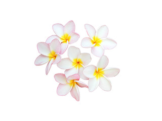 Obraz na płótnie Canvas beautiful frangipani flower