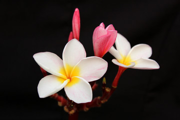 Fototapeta na wymiar beautiful frangipani flower