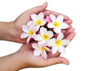 hand holding frangipani flower