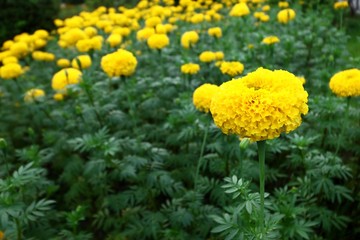 Marigold Flowers