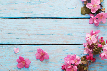 Fototapeta na wymiar pink spring flowers on blue wooden background