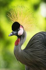 crane in green