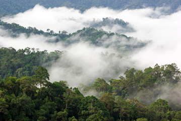 Fog cover rain forest in deep forest, Kaeng krachan national park,Thailand