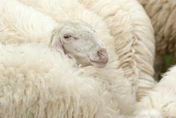 white sheep background