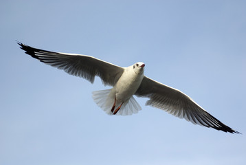 seagull on sky