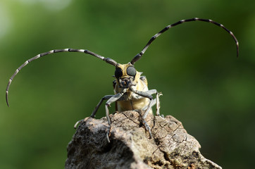 Rare longhorn beetle