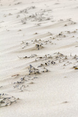 sandy beach detail
