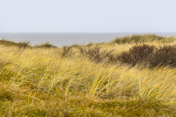 coastal dune scenery