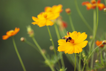bee on cosmos flower