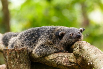 Lazy binturong or philipino bearcat relaxing on the tree, Palawan, Philippines