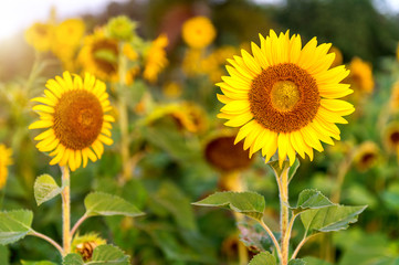 Sunflower natural background, Sunflower blooming in spring.