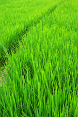 Green rice field