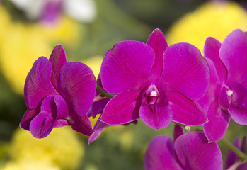 Close up Pink orchid