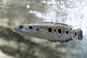 Channa pleurophthalma. Graceful spotted snakehead in the water