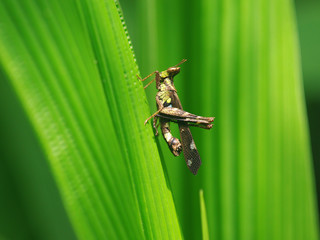 Grasshoper on green leave