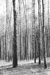 Black-and-white photo of forest landscape with birches