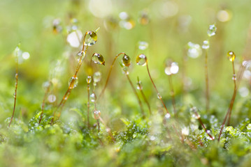 Fototapeta premium dew drop in moss