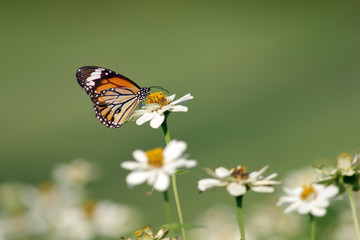 butterfly on white flower